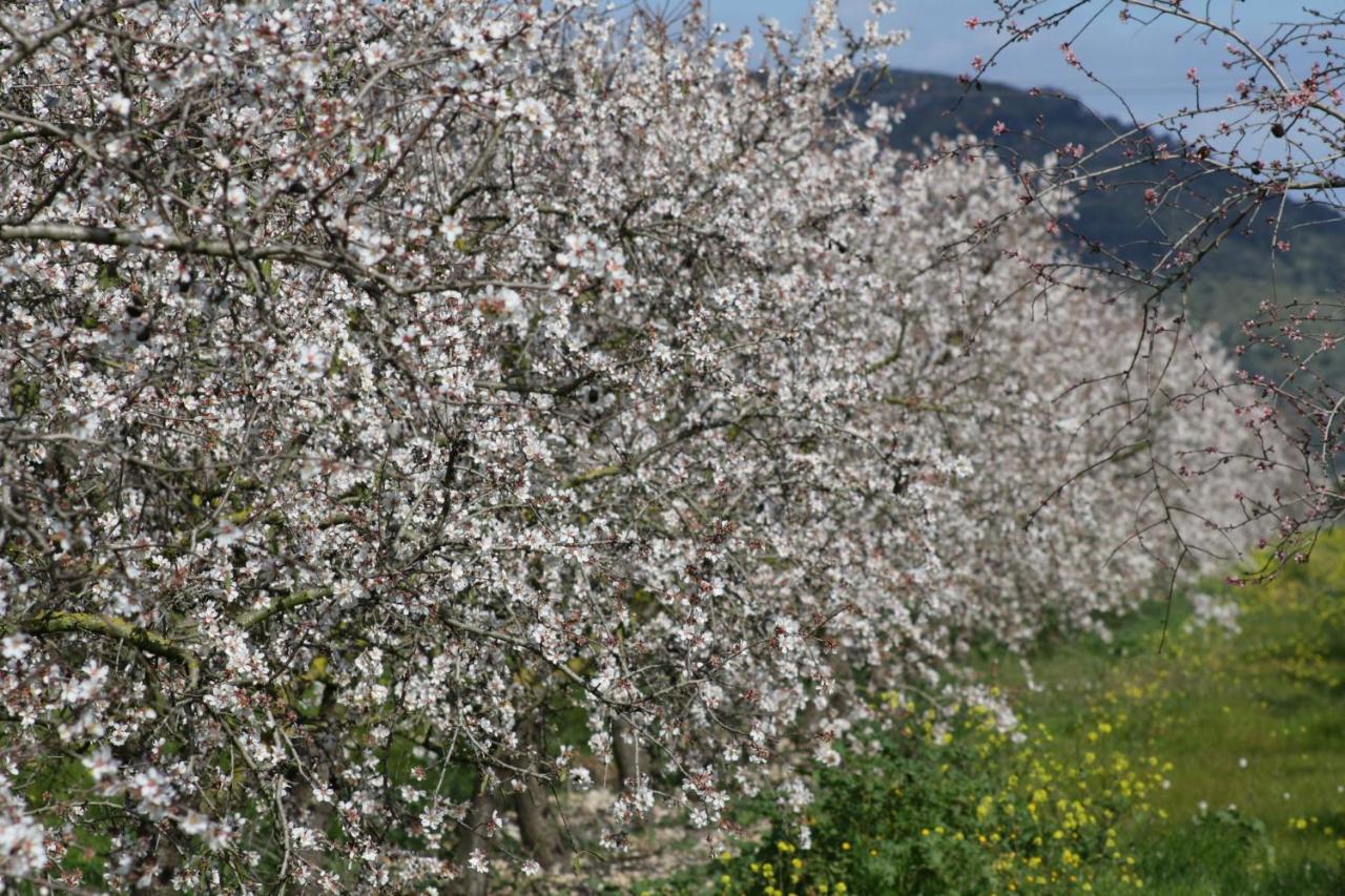 078 Finca Sa Rota Vt1953 By Mallorca Charme 阿瑞安妮 外观 照片